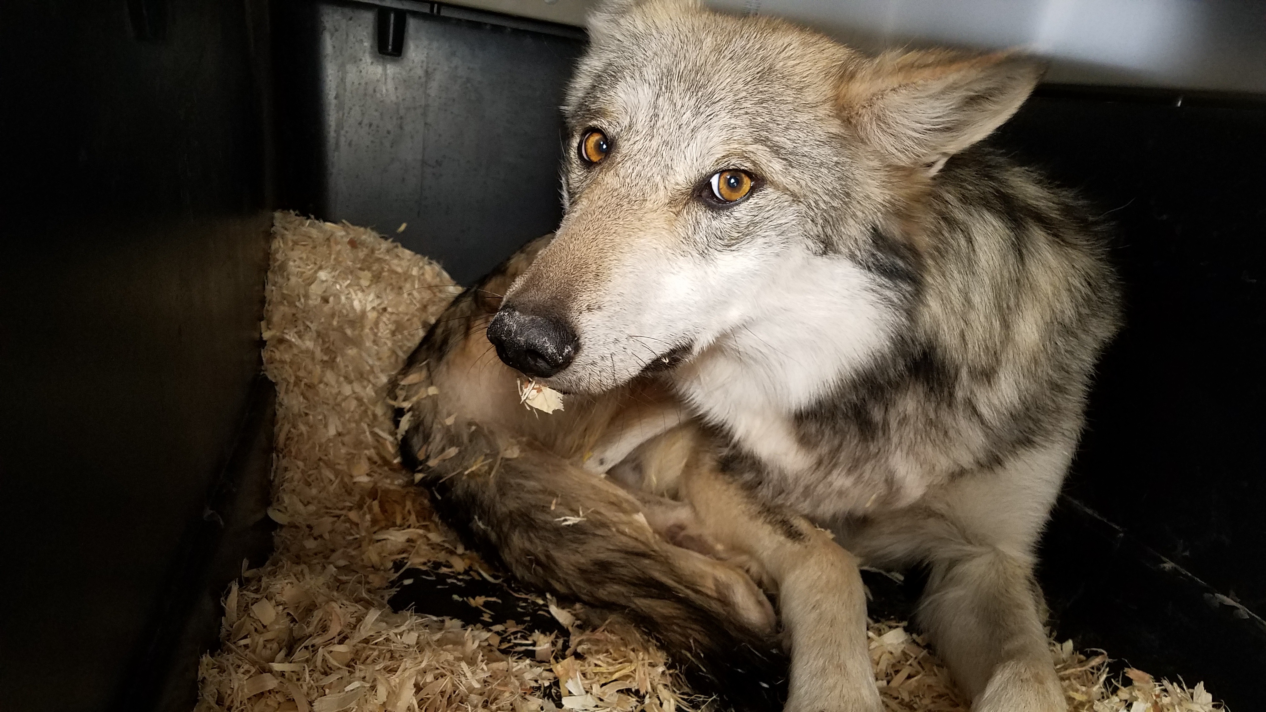 LightHawk Flies 3 Endangered Mexican Wolves