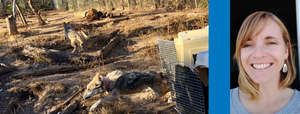 A Wolf Story – Saving a Species Up Close