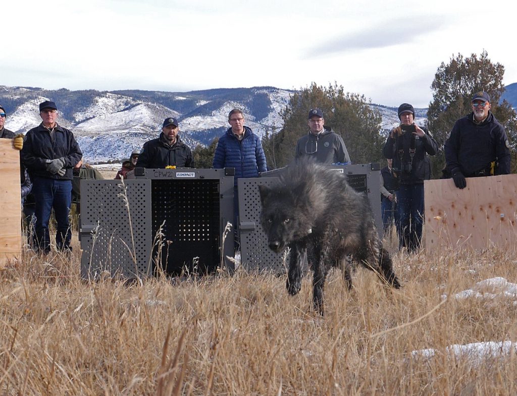 Gray wolf being released into the wild. Empty crate and people in the background.