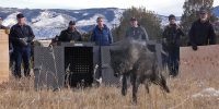 LightHawk Transports Endangered Gray Wolves to Colorado for Release