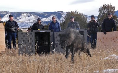LightHawk Transports Endangered Gray Wolves to Colorado for Release