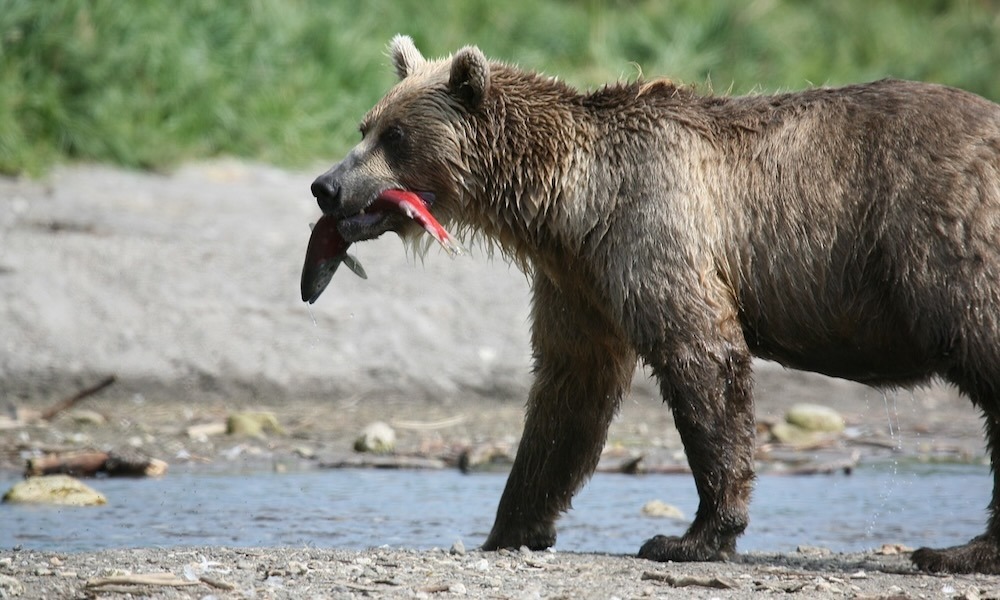 Brown Bear