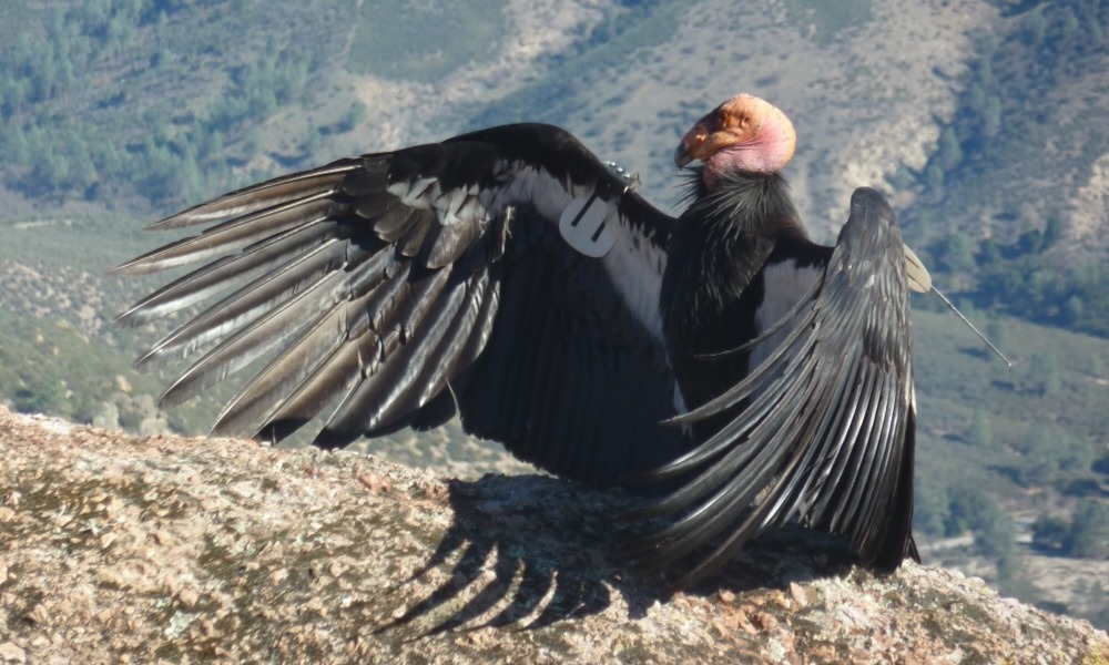 Condor