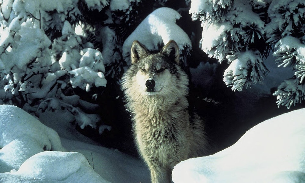 Colorado Grey Wolf