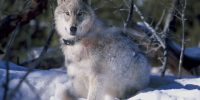 Colorado Wolf Transport FAQ