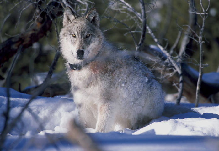 Colorado Grey Wolf
