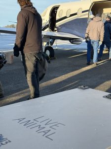 A large live animal crate sits next to a plane before wildlife biologists load it into a waiting airplane.