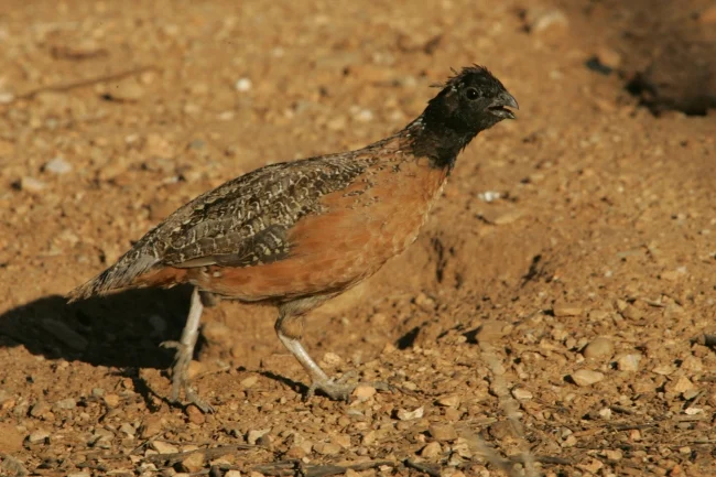 Helping an Endangered Quail Take Flight Again