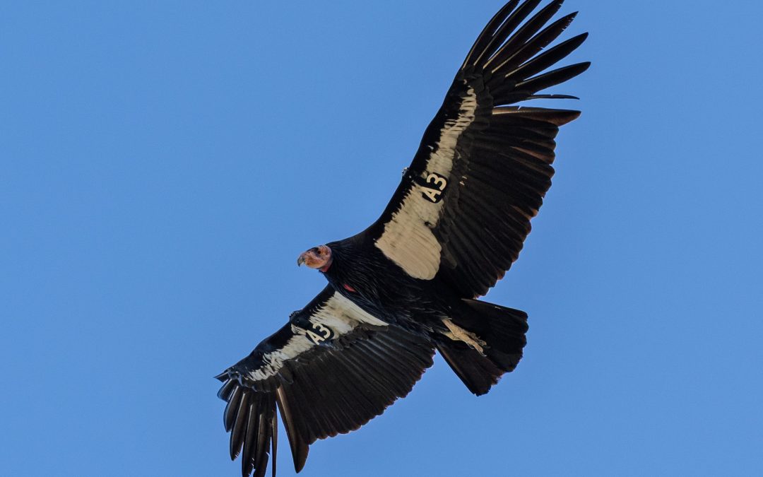 Conservation FLYer February 2026 Featured Mission