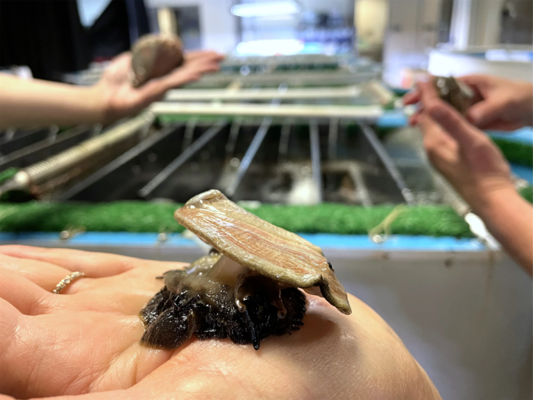 Flight 18: Transporting Juvenile White Abalone for Species Recovery