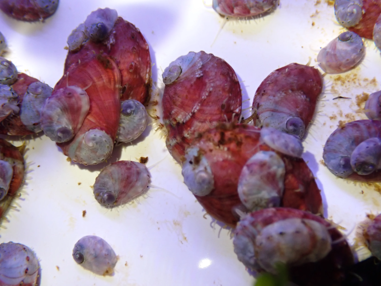 Flight 18: Transporting Juvenile White Abalone for Species Recovery
