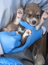 Flight 2: Transporting Mexican Gray Wolf Pups for Cross-Fostering in New Mexico