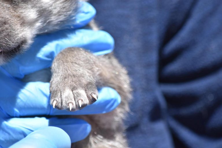 Flight 2: Transporting Mexican Gray Wolf Pups for Cross-Fostering in New Mexico