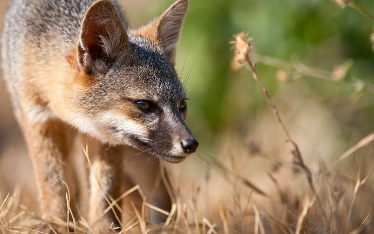 Flight 36: Surveying Population of Channel Island Foxes