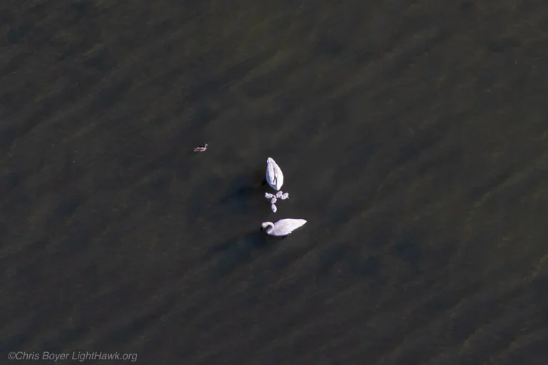 Flight 42: Surveying Trumpeter Swan Nests