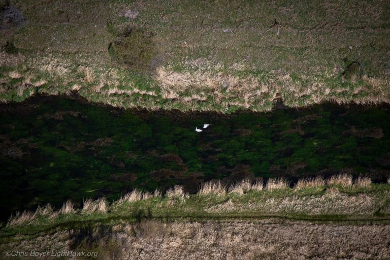 Flight 53: Counting trumpeter swan nests and cygnets from above
