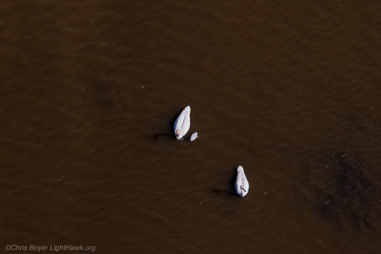 Flight 53: Counting trumpeter swan nests and cygnets from above