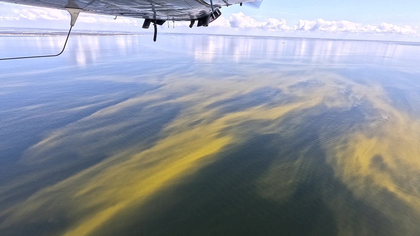 Algal bloom in dark water seen from the air